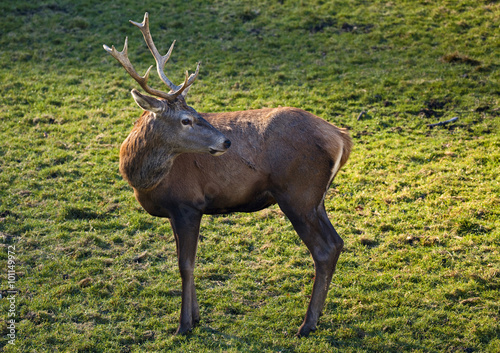 A junga Hirsch photo