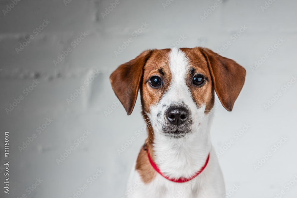 Jack Russell Terrier puppy posing
