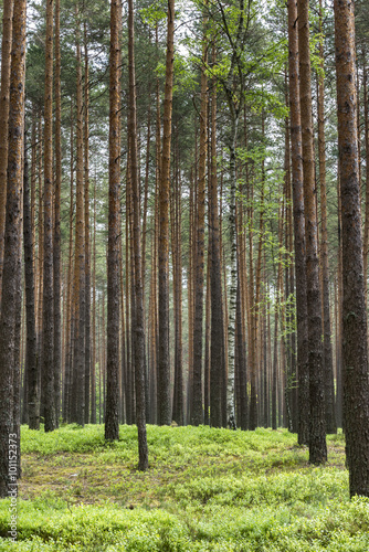 Fototapeta Naklejka Na Ścianę i Meble -  Pine forest in Poland