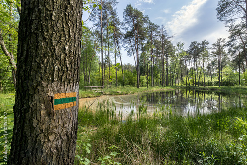 Hiking trail in the forest photo