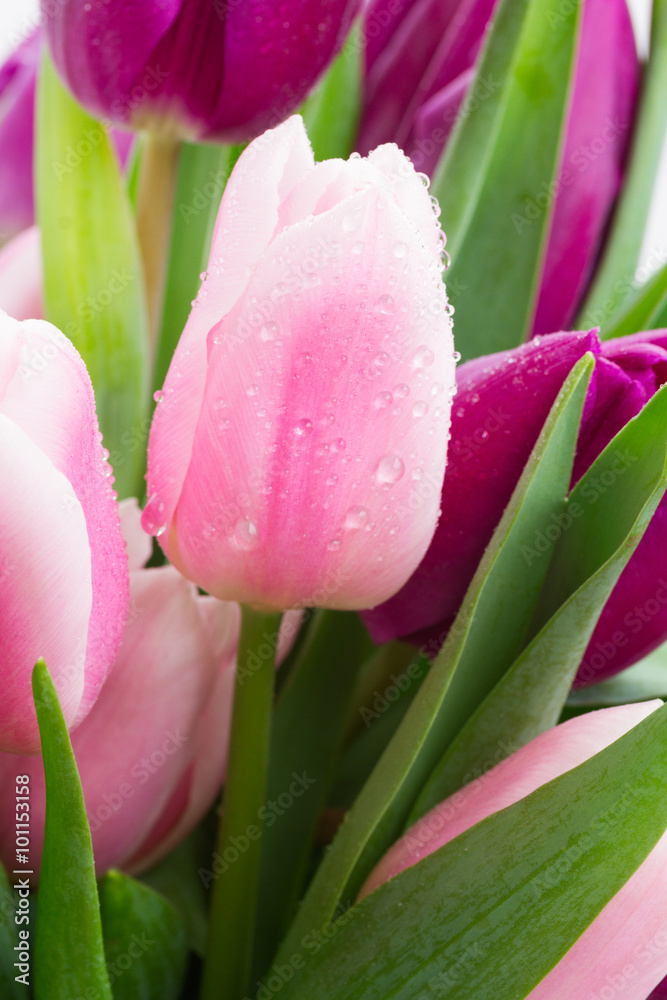 bouquet of pink and purple tulip flowers bouquet of pink and purple tulip flowers