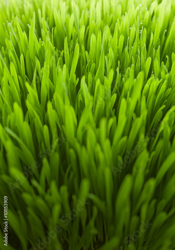 Fresh green wheatgrass