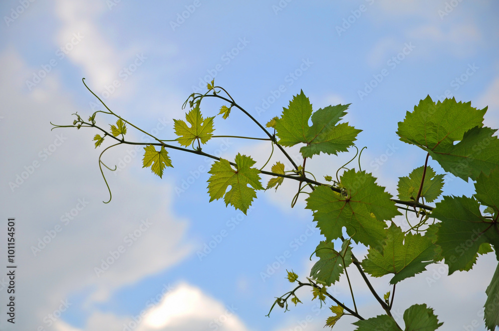 Obraz premium Grape branch on sky background