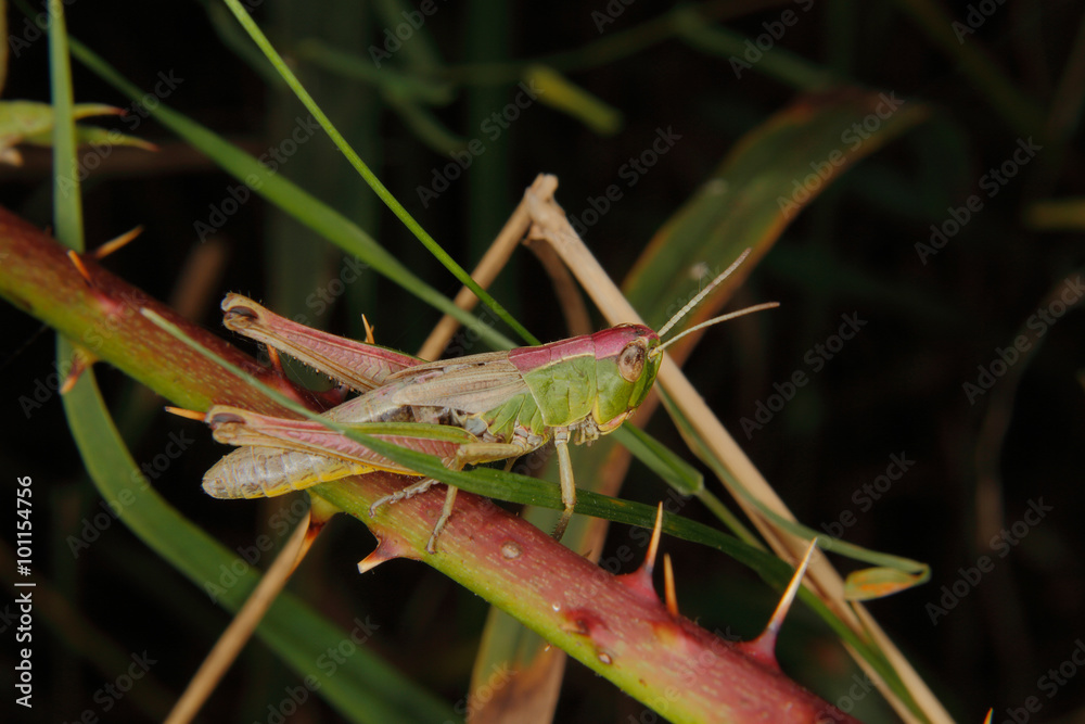 Field grasshopper (Chorthippus brunneus) Field grasshopper (Chorthippus brunneus)