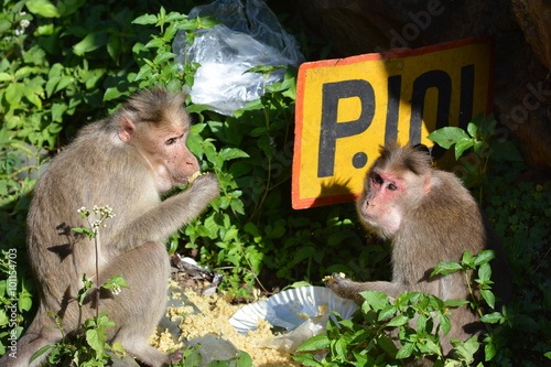 Schilderij op canvas Nilgri mountain apes