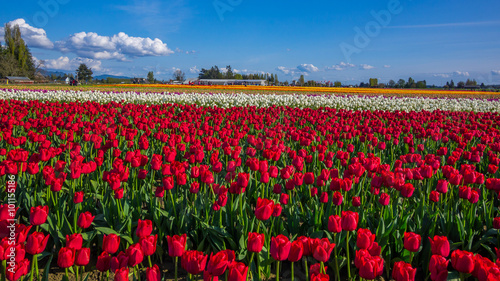 Tulips © khomlyak