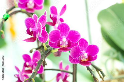 Corsage of pink orchid.