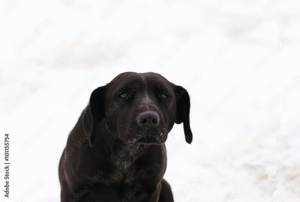 Black dog on white snow Black dog on white snow
