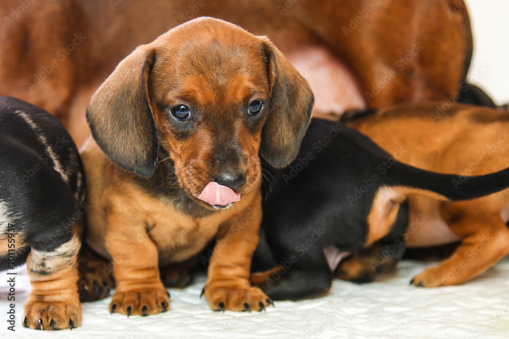 Dachshund puppy licked after feeding mother's milk Dachshund puppy licked after feeding mother's milk