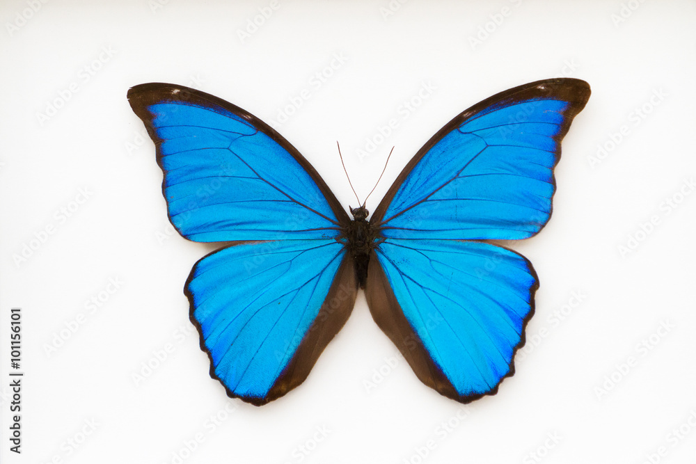 Fototapeta premium Piękny niebieski motyl, morpho didius,