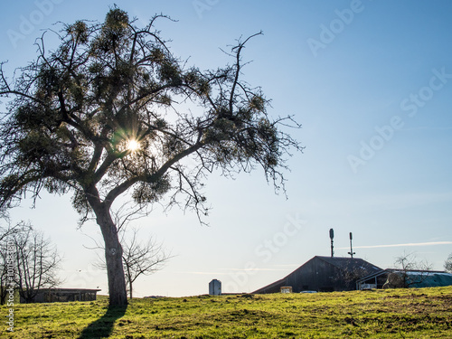 Baum mit Misteln photo