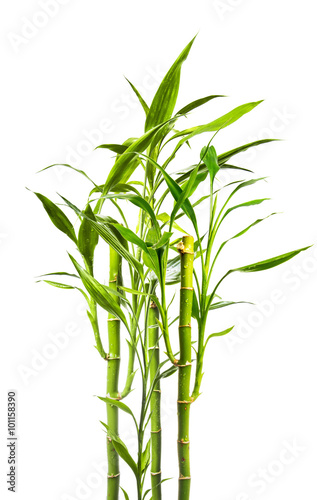 junge Bambuspflanzen vor weißem Hinterund