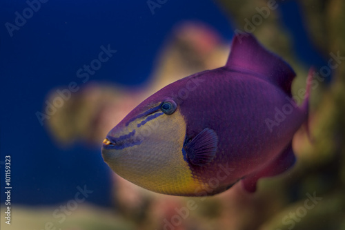 Exotic Tropical coral fish environment of the aquarium
