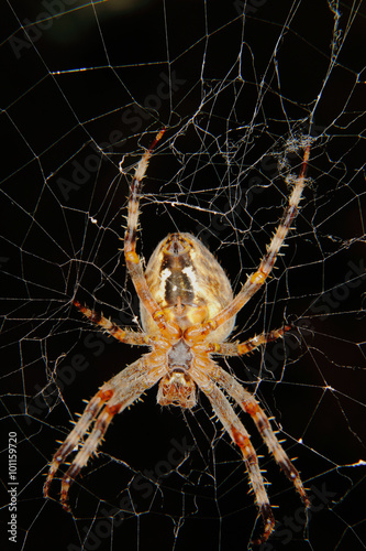 European garden spider (Araneus diadematus)