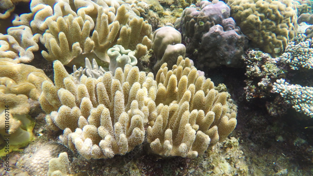 Soft corals in the tropical sea.tropical underwater world.Diving and snorkeling in the tropical sea.Travel concept,Adventure concept.4K video,ultra HD. Soft corals in the tropical sea.tropical underwater world.Diving and snorkeling in the tropical sea.Travel concept,Adventure concept.4K video,ultra HD.
