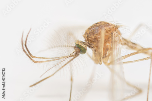 Mosquito extreme macro on a white background 