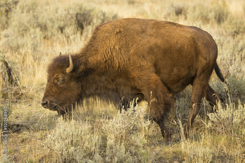 Single large bison, side view, walking among shrubs in the plains of the Lamar Valley in Yellowstone National Park, Wyoming.