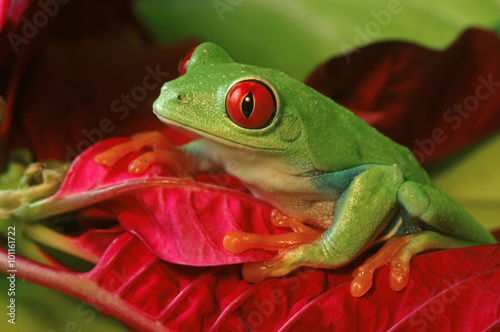 Red Eyed Tree Frog on Colorful Foliage