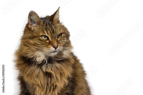 brown on white angora cat