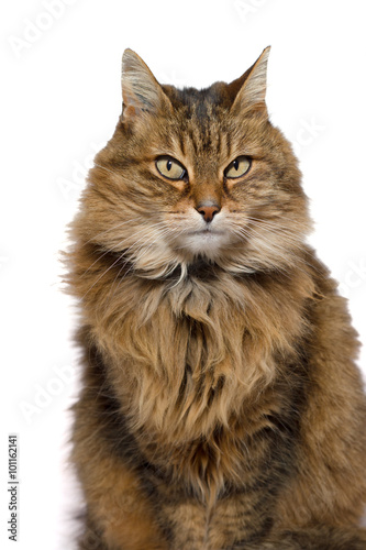 brown on white angora cat