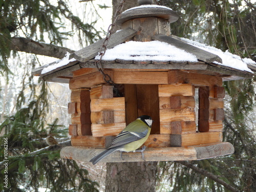bird feeder in winter