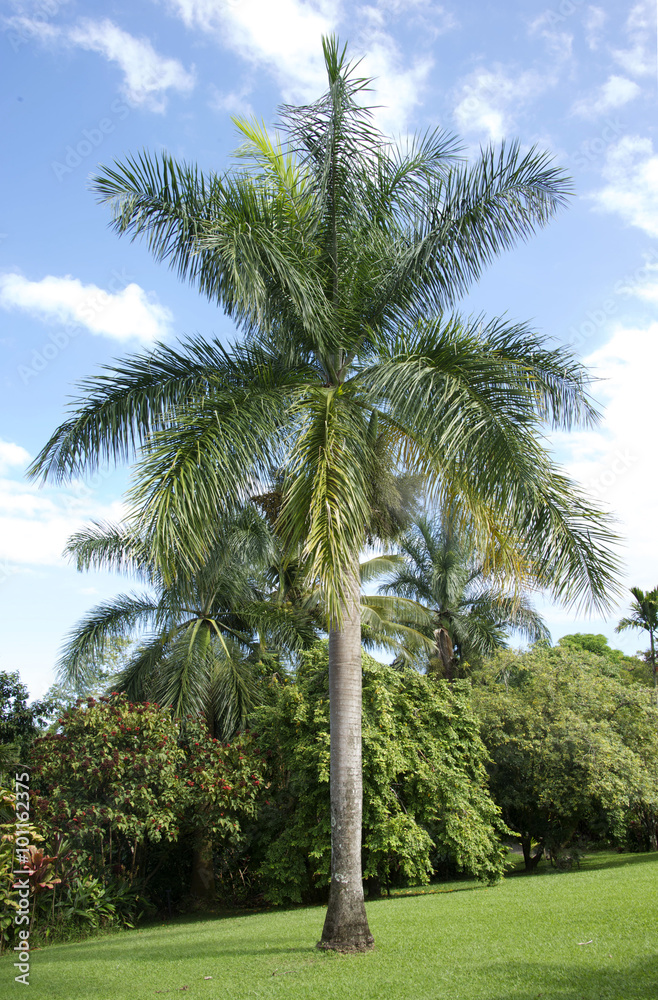 Palm tree, Maui