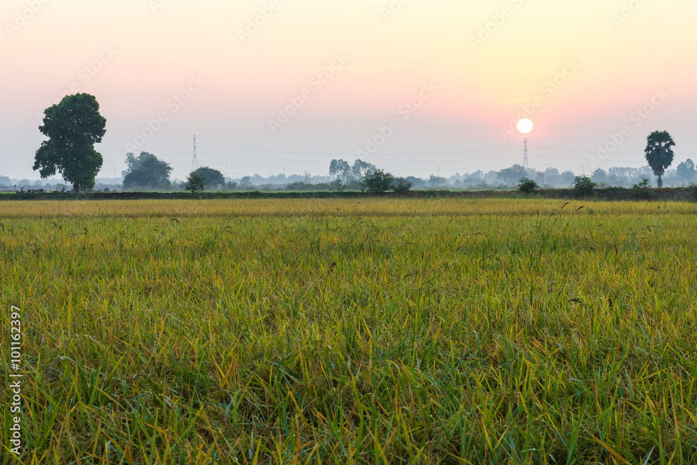 .Sunday morning in rice.