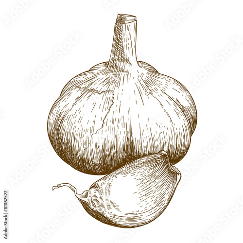 engraving illustration of garlic