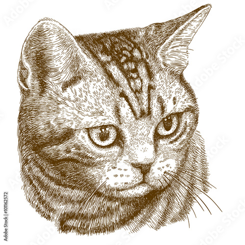 engraving illustration of cat head