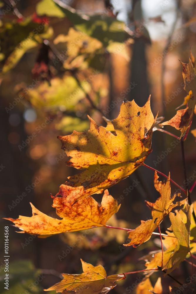 Fototapeta premium ORANGE AUTUMN