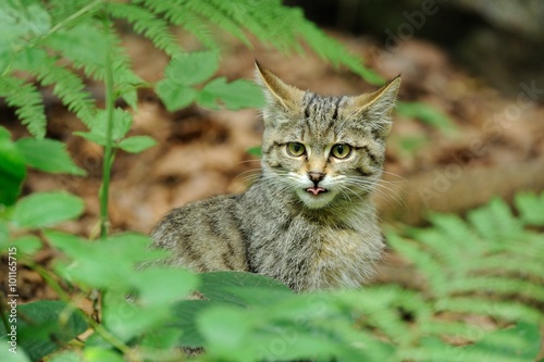 Wild cat (Felis silvestris)