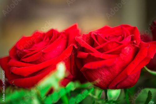 Red roses over valentines day