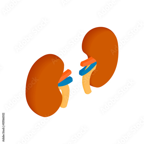 Kidneys isometric 3d icon