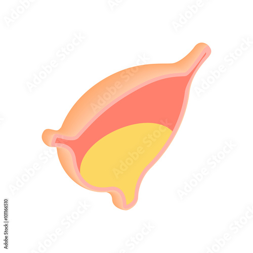 Urinary bladder with urine icon