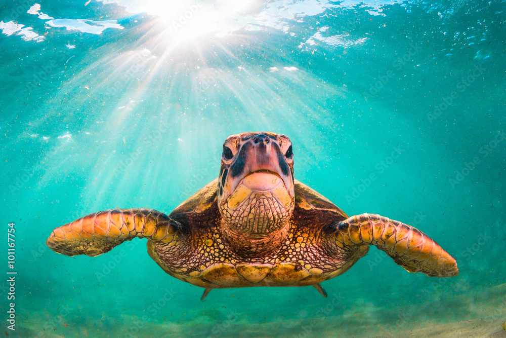 Obraz premium Zagrożony wyginięciem hawajski żółw zielony pływa po ciepłych wodach Oceanu Spokojnego na Hawajach