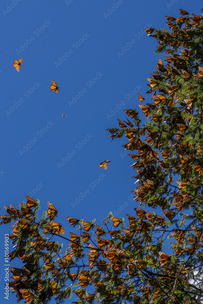 Naklejka premium Monarch Butterflies on tree branch in blue sky background, Michoacan, Mexico