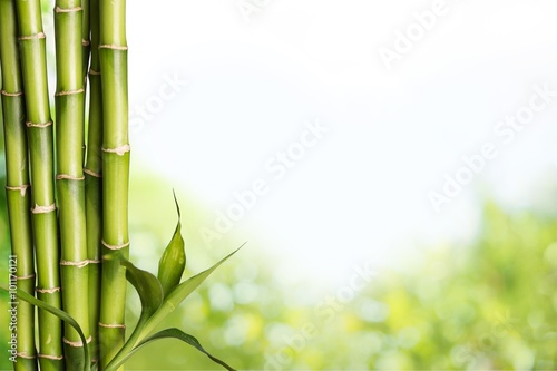 Bamboo Shoot.