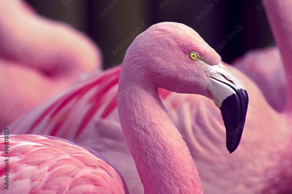 Fototapeta premium Chilijskie flamingi