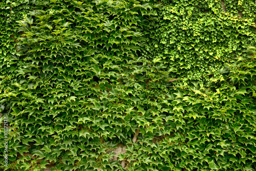 plant wall background