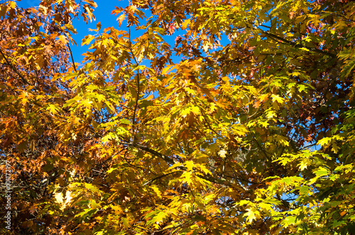 Autumn tree with yellow leaves