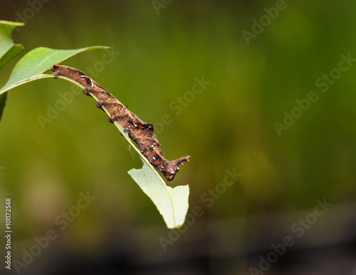 Caterpillar of Blue Begum butterfly