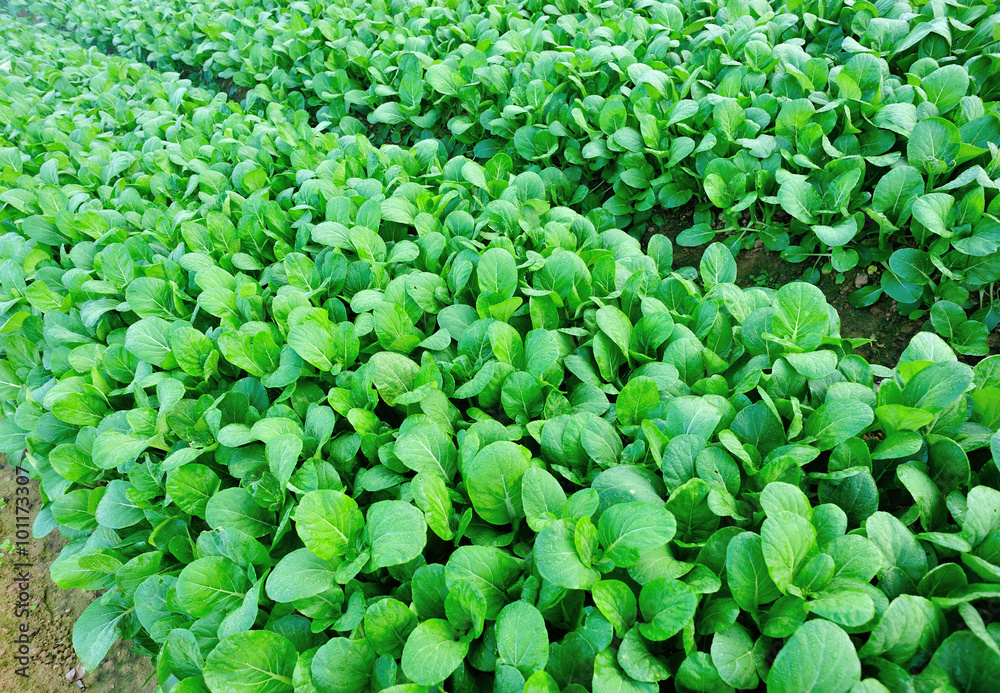 Green choy sum in growth at vegetable garden Green choy sum in growth at vegetable garden