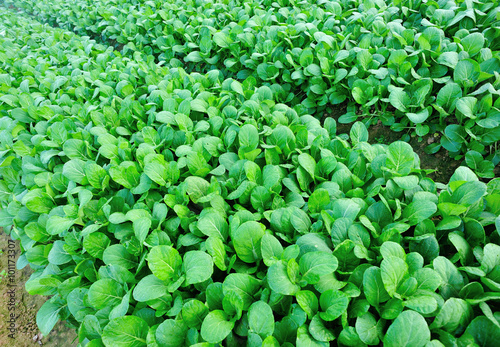 Green choy sum in growth at vegetable garden © lzf