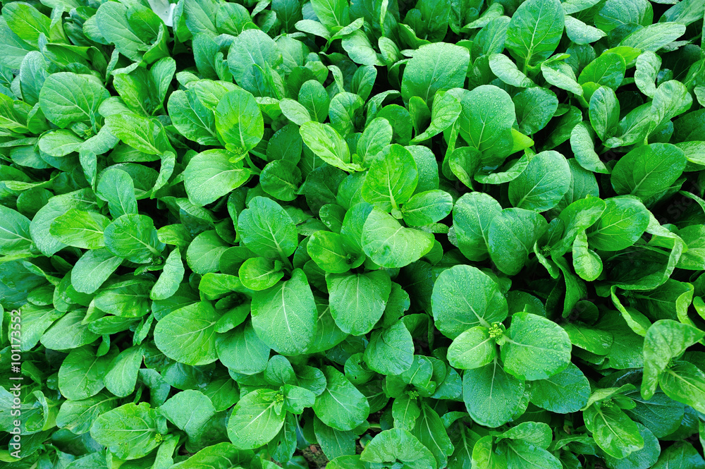 Green choy sum in growth at vegetable garden Green choy sum in growth at vegetable garden