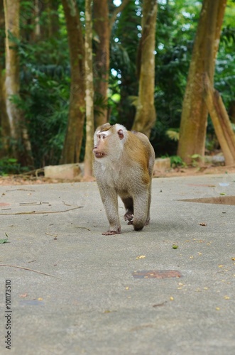The leader of monkeys walking on his possessions