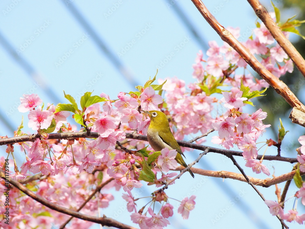 河津桜の花とメジロ