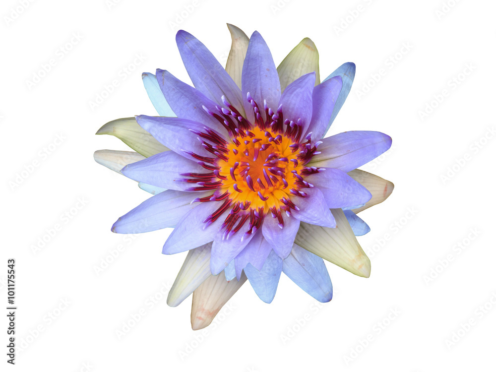 Fototapeta premium lotus flower isolated on white.