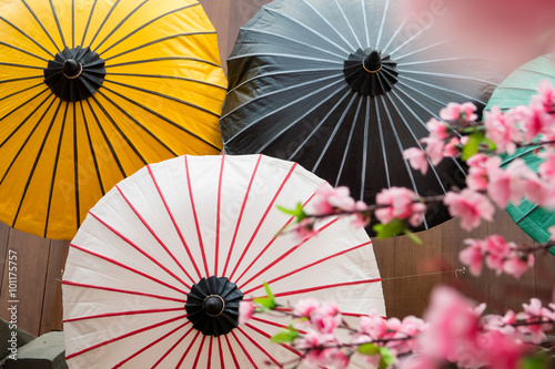 japanese decoration background with parasols and sakura blossom