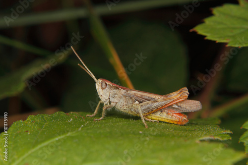 Common field grasshopper (Chorthippus brunneus)