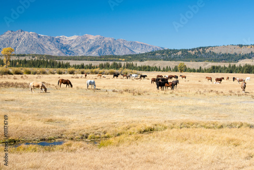 Horses in Wyoming